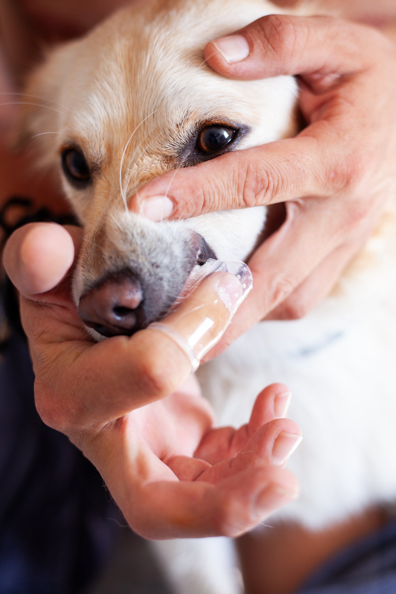 DogCare® Οδοντόβουρτσα Δακτύλου