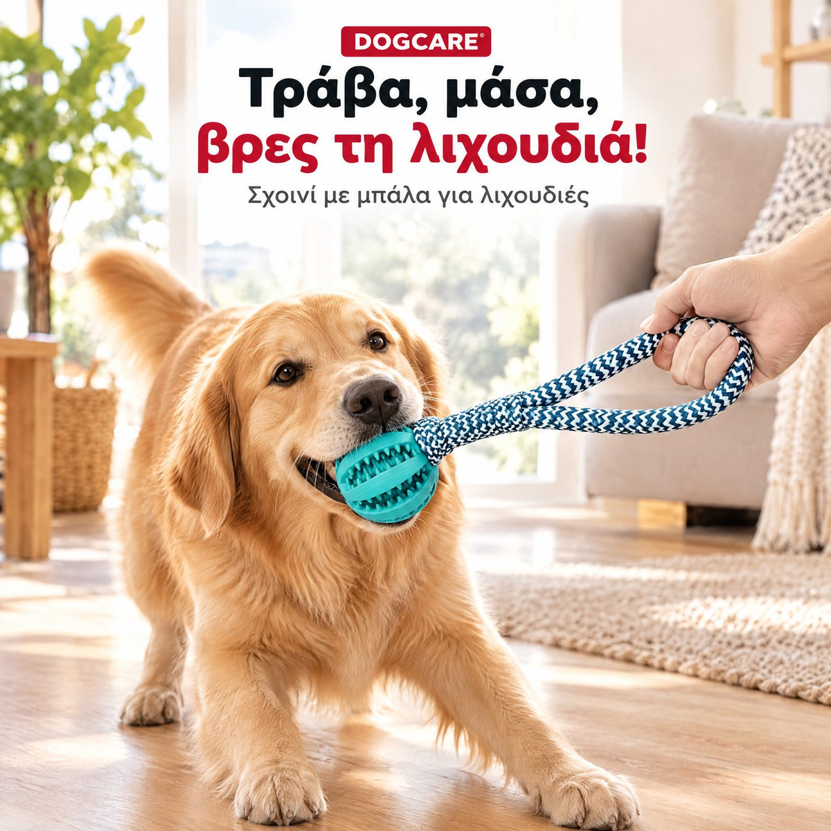 Golden retriever παίζει τράβηγμα με το σχοινί με μπάλα DogCare